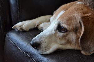 Read more about the article A Beagle-Pair Betrayed by Their Owner!