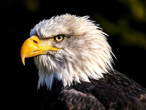 You are currently viewing Reward Offered for Stolen Eagle